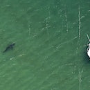 Chatham, MA - August 12:  A Great White Sharks tour boat is guided to a shark along Nauset Beach and...